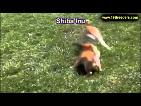 Shiba Inu Welpen Für Verkauf In Nordrhein Westfalen