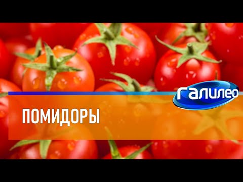 Галилео 🍅 Помидоры