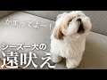 【シーズー犬の遠吠え】飼い主の気を引こうと叫んでみたらこうなったw #Shorts / Shih Tzu dog barks.
