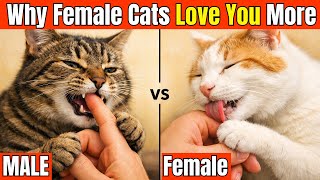 Male or Female Cat Why 90% of Owners Pick the WRONG Gender for Years
