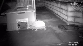 Hogs 2017 0530