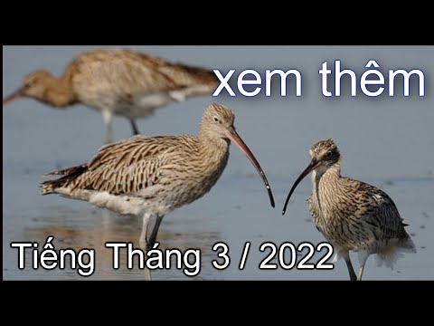 Video Tiếng Choắt Mỏ Cong Lớn , Tiếng Chim Móc Cong 2022 - youtube