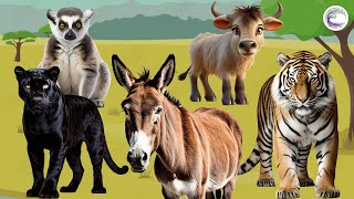 Love The Life Of Cute Animals Around Us: Black panther, Lemur, Buffalo, Tiger, Donkey