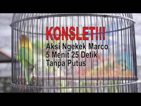 KONSLET!!! Aksi Ngekek Love Bird Marco 5 Menit 25 Detik Tanpa Putus