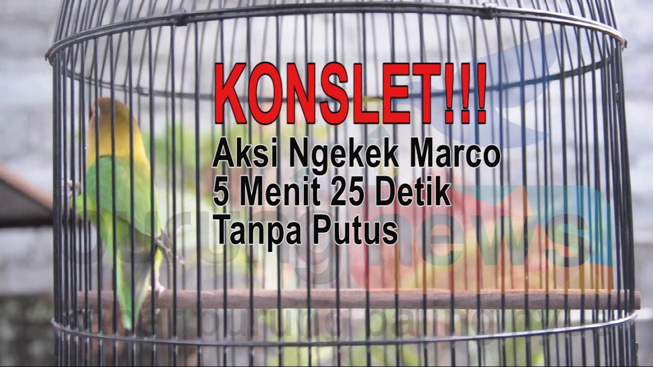 KONSLET Aksi Ngekek Love Bird Marco 5 Menit 25 Detik Tanpa Putus