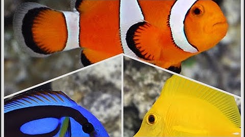 HỒ ONLY FISH CÓ CẦN CHILLER KHÔNG? TỔNG QUAN MÔI TRƯỜNG SỐNG CỦA CÁ BIỂN