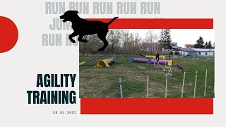 Agility training | lagotto romagnolo | 28.04.2021 by Kudr Holky 146 views 2 years ago 1 minute, 51 seconds