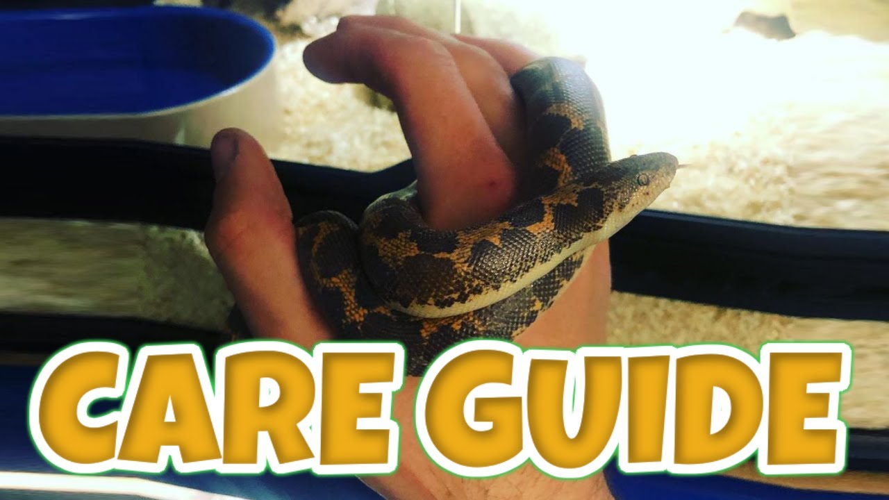MEET OUR KENYAN SAND BOA | Care Guide