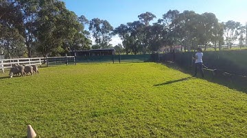 Cooper passes the Herding Instinct Test!