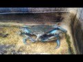 view Blue Crab Cannibalism digital asset number 1