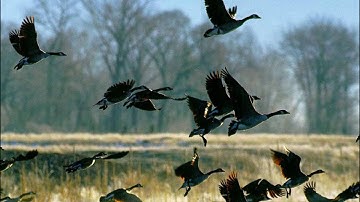 سورة الطارق للشيخ محمد المحيسني.wmv