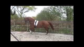 For sale: Top 8 year old KWPN dressage mare for breeding and sports
