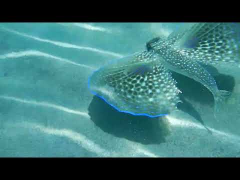 Dactylopterus volitans near