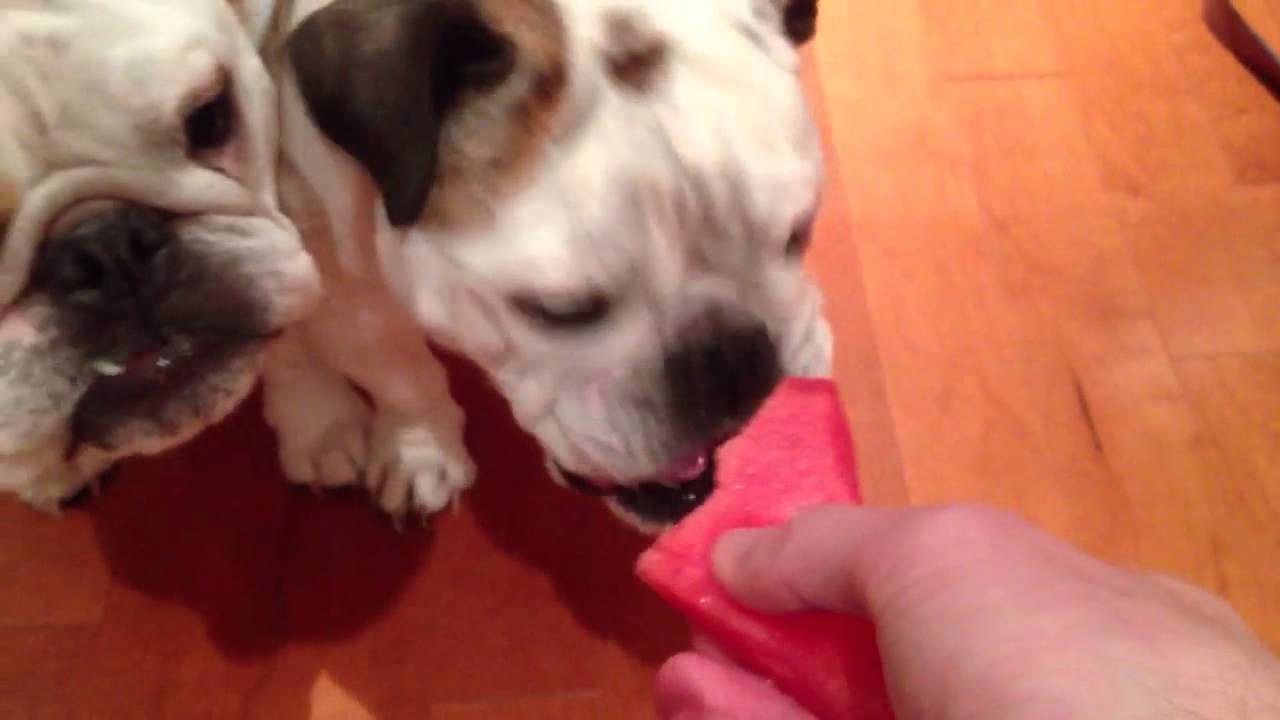 English Bulldog eats watermelon YouTube