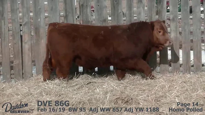 Davidson Gelbvieh Bull Lot DVE 86G sells Friday, March 6, 2020