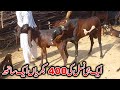 Top class nagra beetal goats  omg 400 nagra goats  nagra goats farming in pakistan 2021