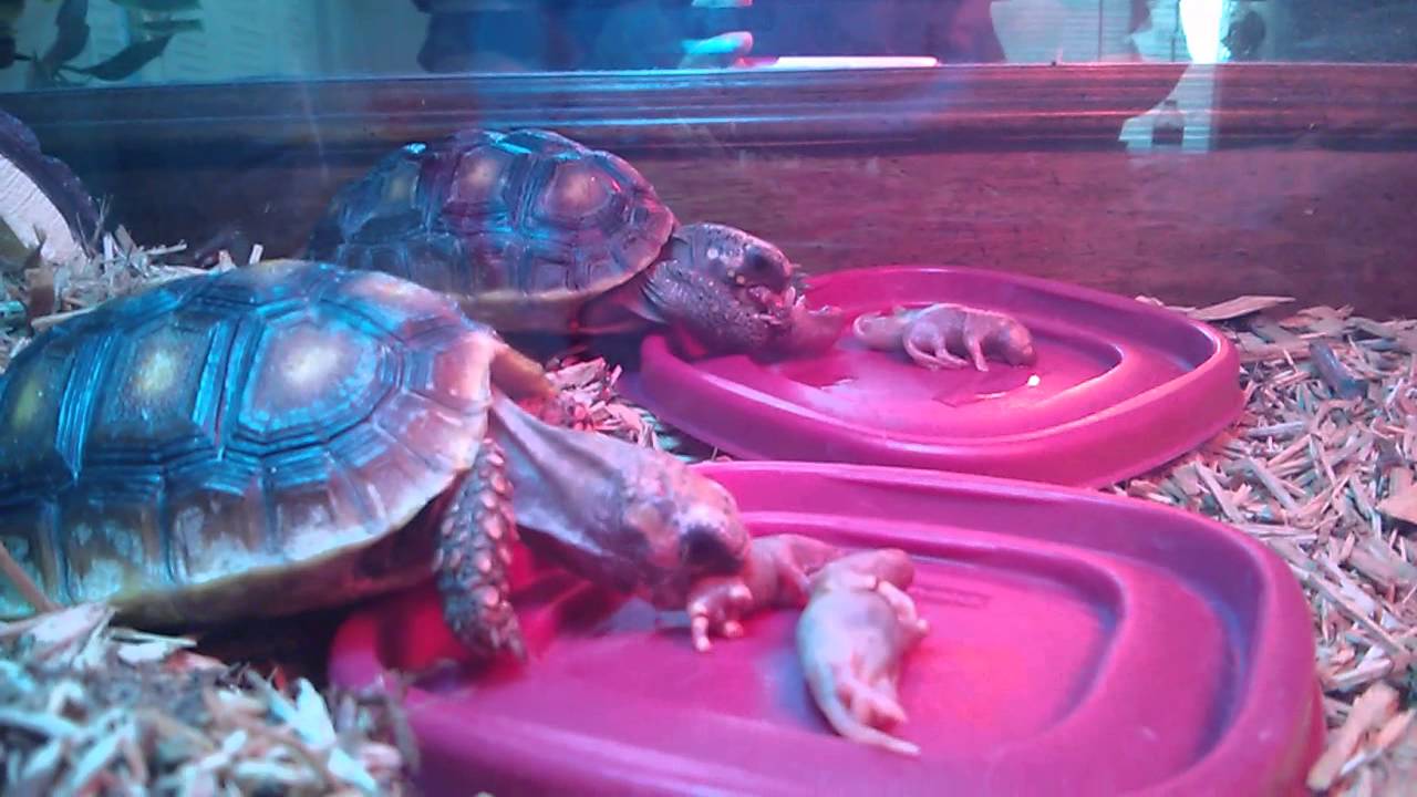 Red Footed Tortoises Eating Mice Youtube