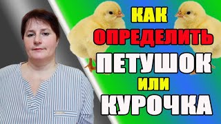 Как определить пол цыпленка? Курочка или петушок. Пропойки цыплят.