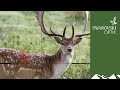 What the swarovski ds gen ii riflescope can do with deer