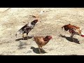 Aseel Hen Farm [ Rooster Chasing Hen ]