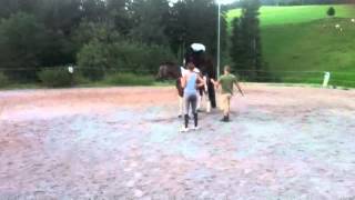 Natursprung Pinto Hengst