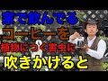 【無農薬】コーヒーのとんでもない本当の活用法教えます。　　　　　　【園芸超人カーメン君】【初心者】