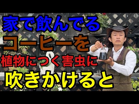 【無農薬】コーヒーのとんでもない本当の活用法教えます。　　　　　　【園芸超人カーメン君】【初心者】