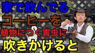 【無農薬】コーヒーのとんでもない本当の活用法教えます。　　　　　　【園芸超人カーメン君】【初心者】