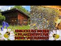 Einblick in das Bienenhaus, Bienenzucht und Imkerei + Pflanzentipps für Hummeln und Bienen im Garten