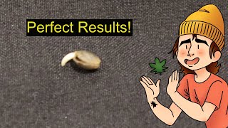 How to Germinate Cannabis Seeds (Cheap & Easy)