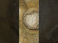 I Found Prehistoric 350+ Million Year Old Life in an Ancient River Rock