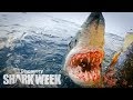 Up close with a grander mako shark  shark week