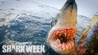 Up Close With a Grander Mako Shark | Shark Week Resimi