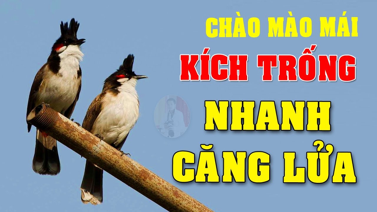Chào Mào Mái Kích Trống Nhanh Căng Lửa - Cách Kích Chào Mào Bổi Nhanh Ra Giọng Hót Ché #chaomaomai