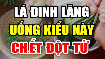 Lá Đinh Lăng Tưởng Tốt Nhưng Dùng Với Thứ Này ĐỘC HƠN THUỐC CHUỘT, Có Ngày CHẾTT ĐỘT TỬ
