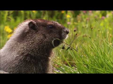 Wildlife