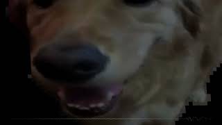 Butter Dog Type Beat