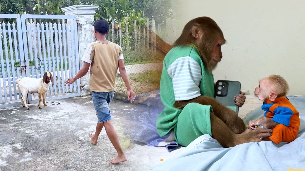 Super Clever! CUTIS's Hilarious & Sneaky Plan To Use Dad's Phone!