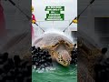 Big Turtle Rescue: Saving Giants of the Sea 🌊🐢 #TurtleRescue #SaveTheOceans #WildlifeProtection