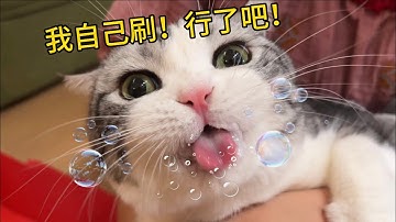 給貓刷牙能有多難？貓不滿意，自己刷起來了…