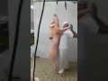 el baile del marano