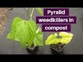 Pyralid weedkillers in compost 2: amino- and clopyralid, effects and healing