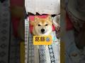 誘惑と拒否の狭間👼👿#柴犬 #豆柴 #shibainu #犬のいる暮らし #shorts