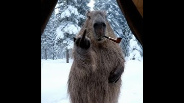 “Capybara Meme Shorts 🦫 | Funny Animals 2025”
