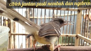 SUARA CIBLEK BETINA MEMANGGIL CIBLEK JANTAN @Hoby Gacor CHANNEL