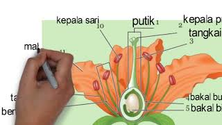 Animasi Penyerbukan dan Pembuahan Tumbuhan