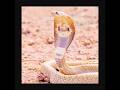 Indian Cobra Strike Speed Will Shock You 😱 | Cobra Snake | Russell Viper | King Cobra | Snake