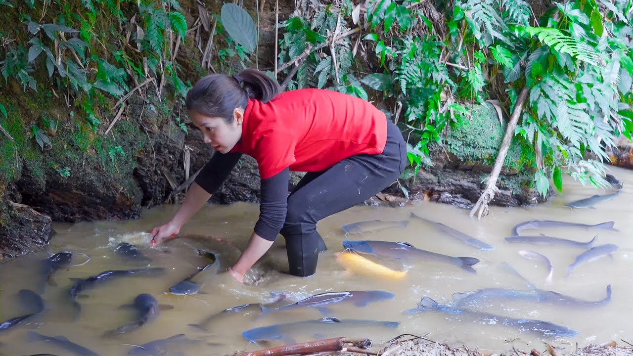 Hanna Harvest Catfish with Bare Hands in the Wild Pond & Sell at the market