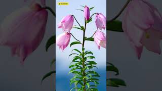 Shirui Lily Festival 2025 | A festival of the flowers in Manipur @SPMIASAcademy