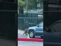 Two bears climb fence and enter Calabasas school